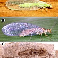 Attēlu rezultāti vaicājumam “Chrysopidae”