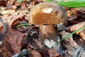 Attēlu rezultāti vaicājumam “Porphyrellus porphyrosporus”