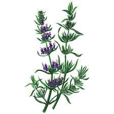 Image result for Ysop