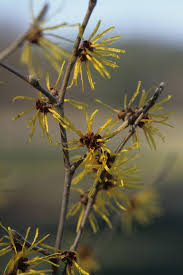 Attēlu rezultāti vaicājumam “Hamamelis mollis”