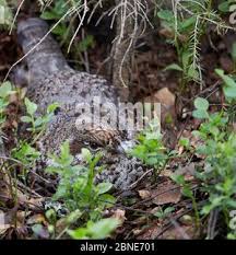 Attēlu rezultāti vaicājumam “Tetrastes bonasia eggs”