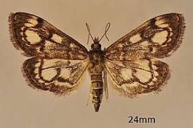 Attēlu rezultāti vaicājumam “Anania coronata”