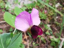 Attēlu rezultāti vaicājumam “Pisum sativum flower”