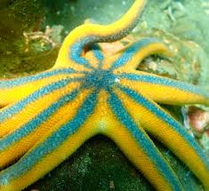 Image result for East Snorkellers