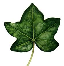 Attēlu rezultāti vaicājumam “Hedera helix  leaf”