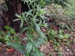 Attēlu rezultāti vaicājumam “Erysimum cheiranthoides leaf”