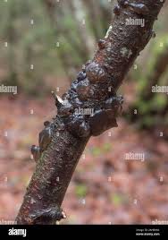 Attēlu rezultāti vaicājumam “Exidia repanda”