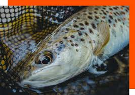 Image result for Trimpley Anglers Association