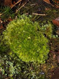 Attēlu rezultāti vaicājumam “Leucobryum juniperoideum”
