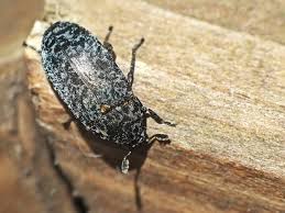 Attēlu rezultāti vaicājumam “Dermestes murinus”