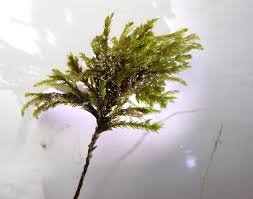 Attēlu rezultāti vaicājumam “Thamnobryum alopecurum”