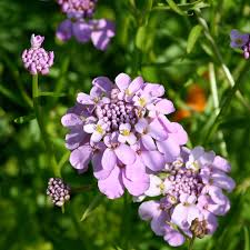 Image result for Iberis umbellata
