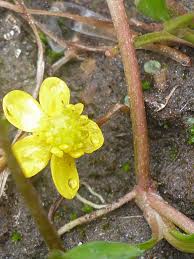 Attēlu rezultāti vaicājumam “Ranunculus flammula leaf”