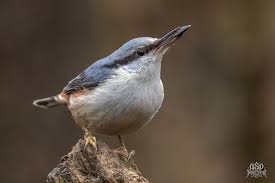 Image result for Sitta europaea