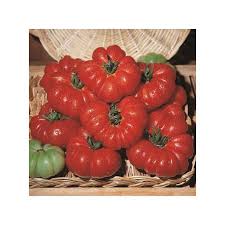 Afbeeldingsresultaat voor costoluto genovese tomato