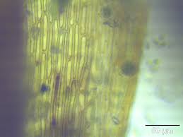 Attēlu rezultāti vaicājumam “Dicranella varia”