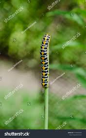 Attēlu rezultāti vaicājumam “Abraxas grossulariata larva”