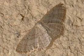 Attēlu rezultāti vaicājumam “Idaea sylvestraria”