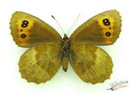 Attēlu rezultāti vaicājumam “Erebia aethiops underside”