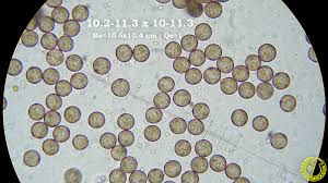 Attēlu rezultāti vaicājumam “Didymium nigripes”