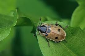 Attēlu rezultāti vaicājumam “Phyllobrotica quadrimaculata”