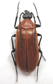 Attēlu rezultāti vaicājumam “Pseudocistela ceramboides”