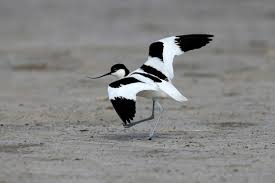 Attēlu rezultāti vaicājumam “Recurvirostra avosetta”