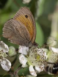 Attēlu rezultāti vaicājumam “Maniola jurtina female”