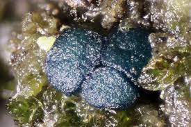 Attēlu rezultāti vaicājumam “Octosporella jungermanniarum”