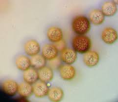 Attēlu rezultāti vaicājumam “Stemonitopsis hyperopta var. landewaldii macro”