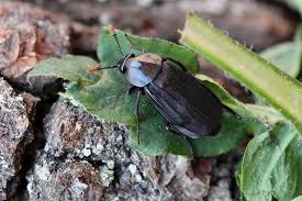 Attēlu rezultāti vaicājumam “Necrodes littoralis”