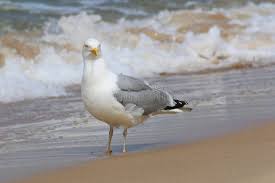 Attēlu rezultāti vaicājumam “Larus argentatus adult”