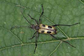 Attēlu rezultāti vaicājumam “Pachyta quadrimaculata”