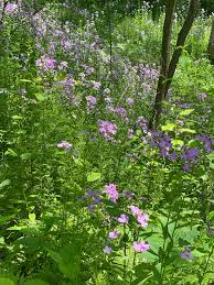 Attēlu rezultāti vaicājumam “Hesperis matronalis leaf”