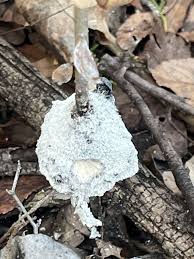 Attēlu rezultāti vaicājumam “Didymium spongiosum”