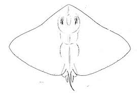 Image result for Gymnura micrura