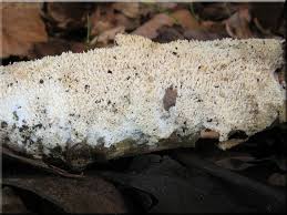 Attēlu rezultāti vaicājumam “Schizopora paradoxa”