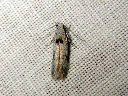 Attēlu rezultāti vaicājumam “Carpatolechia alburnella”