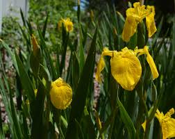 Attēlu rezultāti vaicājumam “Iris pseudacorus”