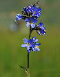 Attēlu rezultāti vaicājumam “Polemoniaceae”