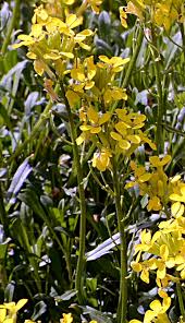 Attēlu rezultāti vaicājumam “Erysimum hieracifolium”