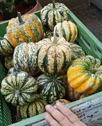 Attēlu rezultāti vaicājumam “Cucurbitaceae”