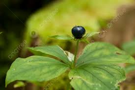 Attēlu rezultāti vaicājumam “Paris quadrifolia fruit”