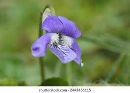 Attēlu rezultāti vaicājumam “Viola riviniana flower”