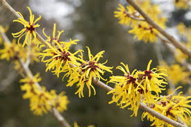 Attēlu rezultāti vaicājumam “Hamamelis virginiana”