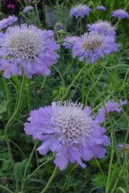 Image result for Scabiosa col.`Butterfly Blue`