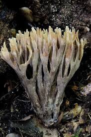 Attēlu rezultāti vaicājumam “Thelephora palmata”