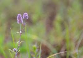 Attēlu rezultāti vaicājumam “Trifolium dubium fruit”