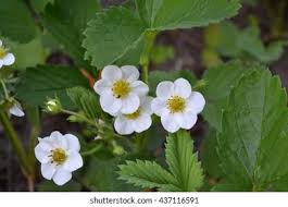 Attēlu rezultāti vaicājumam “Fragaria viridis flower”