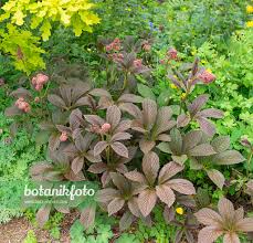 Image result for Rodgersia chocolate wings